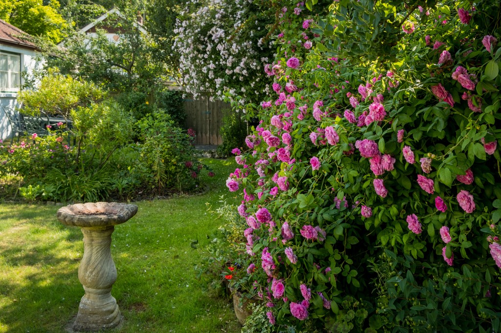 Lot: 108 - CHARMING COTTAGE WITH SELF-CONTAINED ANNEXE, GARDENS AND GARAGE - Rose bush