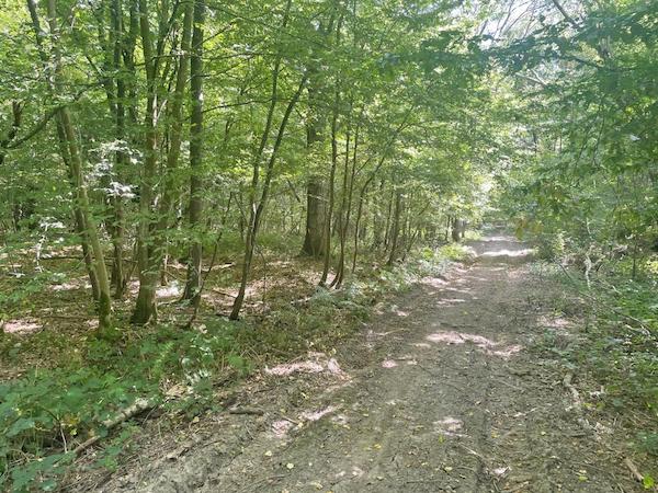 A barely visible path divides two section of woodland from each other, making up Lot 144
